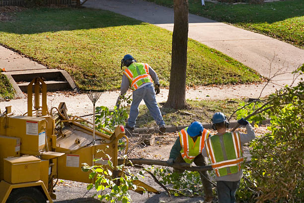 How Our Tree Care Process Works  in  Leona Valley, CA